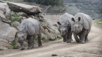 321-0590 Safari Park - Black Rhinos